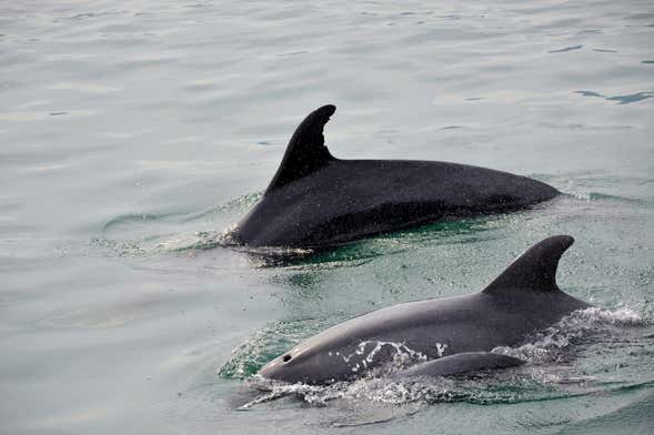 Setubal Dolphin Watching