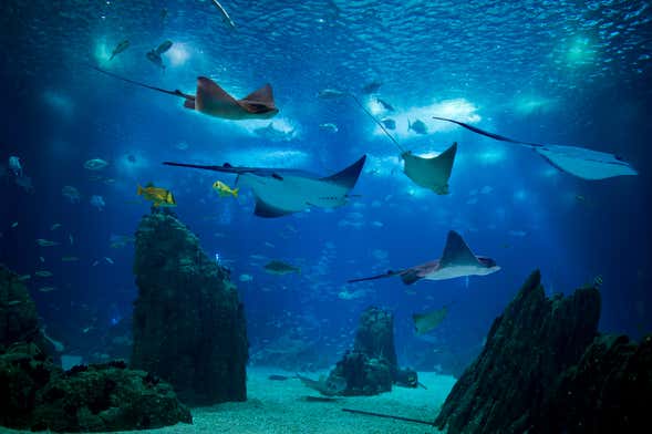 Lisbon Oceanarium Ticket