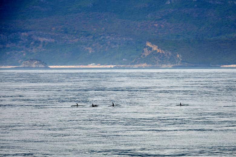 Spot dolphins while in portugal