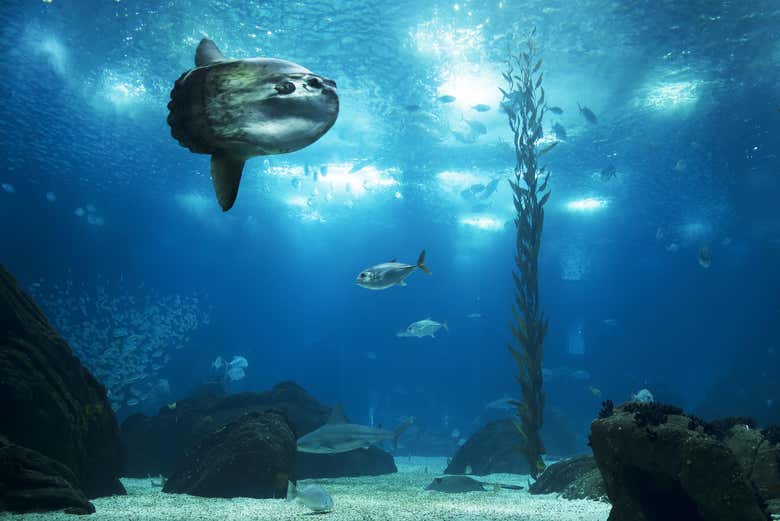 Sunfish